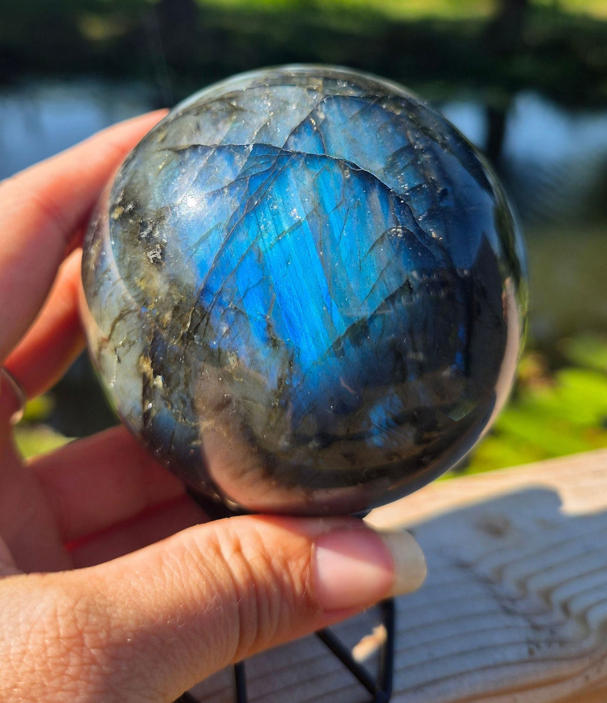 Bollen